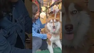 Cute Hachiko #cute #hachiko #youtubeshorts