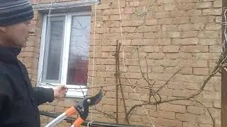 Продолжение (часть 2) Азы обрезка винограда