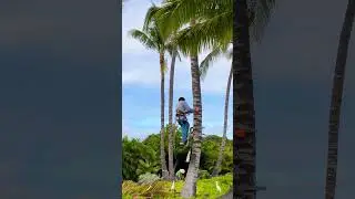Как слезть с пальмы…