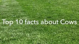 Top 10 Facts about Cows