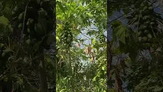 Inside the Tucson, Arizona Rainforest