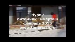 Nurik - Alabai from the TIMERTASH kennel - February 2015