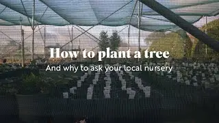 How to plant a tree - and why to ask your local nursery
