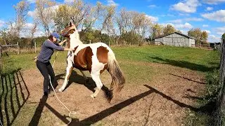 Tequila hoofs