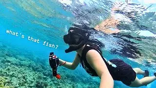 Snorkelling in my Backyard...