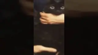 пролистывай #мем #коты #юмор #games #cats #cat #memes #meme