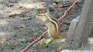 Маленькая жизнь Зима близко