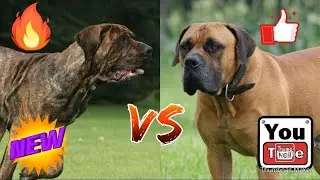 БРАЗИЛЬСКИЙ ФИЛА ПРОТИВ БУРБУЛЯ - КТО ПОБЕДИТ!!! // Батл собак//(ANIMALS BATTLE BIT).