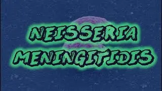 Neisseria Meningitidis: A Quick Review