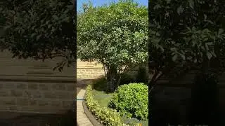 WhatsApp Video 2021 10 15 at 3 37 38 PM