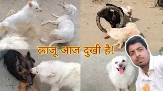 काजू आज दुखी है vlog || with my all dog german shepherd & Pomeranian  