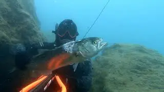 Chasse sous marine côte d'azur avril 2021