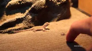 Trying to Feed Baby Netted Dragon