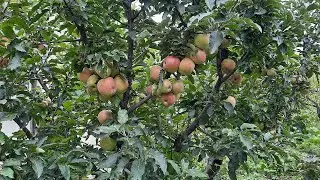Дагестан/ как начинается утро в горах/ В гостях у тети.