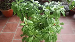 E40 GROWING PLANT - SEVEN NEEDLE PLANT / PERESKIA BLEO PLANT