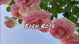 Vlog-218 Плетистая роза Эден Роуз (EDEN ROSE) 1986 или 1985 г. г.
