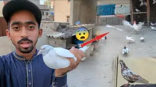 White Gold Kabootar Pkra😨 || Sab Ka Favorite Kabootar Bhag Kr Wapis Aa Gea😁. #itspigeonlover