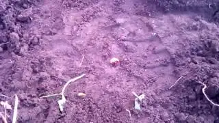 Картофель убивает колорадского жука