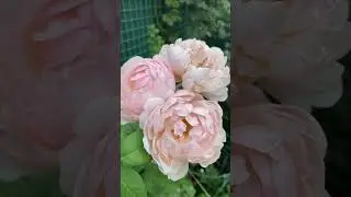 Розы после жары приходят в себя 🌸🌿🌸🌿🌸