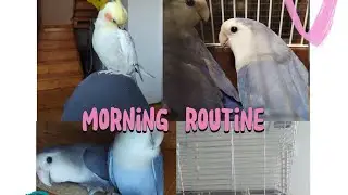 My morning routine with birdies❤️
