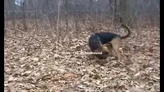Bloodhound in action (Beer hunting season)