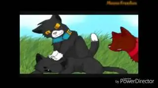 Коты воители Бич