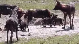 Ol Pejeta Conservancy Wild Dogs Pack Evolution