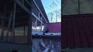 Игра чёрного Таджикского голубя.