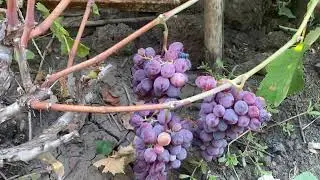 Izyum Muscat, a popular grape variety. Conclusions after two fruitings