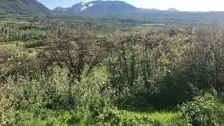Sheep grazing on the side of a mountain.