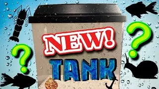 New Tank In The Fish Room!