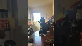 Cat wanted a fight #cats #shorts #pets
