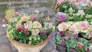《かわいい葉ボタンとビオラの寄せ植え》冬のガーデニング＊宿根草の花苗の植え付け《T's Garden》