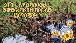 Краткий обзор на ежевику//