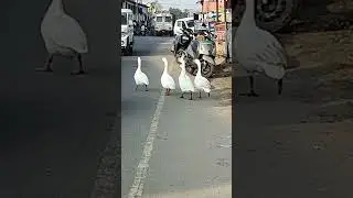 Ducks on road | #ducks #whiteducks #nature #animals #birds #kumarshachindra