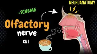 CN 1: Olfactory Nerve (DETAILED Scheme + Animation)