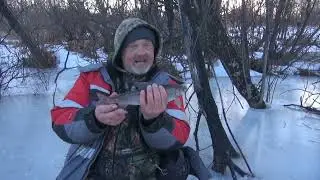 Хариус немного ожил
