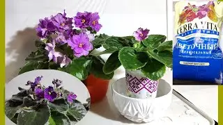 Фиалки на испытании торфосмесей. Выводим грунты на чистую воду!