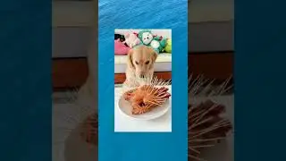 #animals #shorts #dog #joke