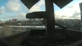 Настоящие Синицы #14