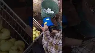 Измельчаем  яблоки для кальвадоса