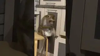 Шмон 2 часть