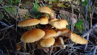 Foraging Wild Enoki (Flammulina velutipes)