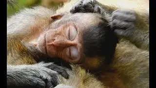 Poor baby Lori weakness no milk sleep on back old Mother| So pity Small baby Lori mommy not care.