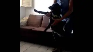 Sofia dançando despasito