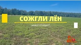 Лён масличный, ошибки технологии