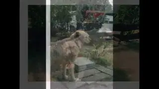 Mijn lieve honden Binky, Casper Kazan Remie Sjaka en Beertje