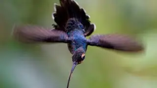 The Green Hermit