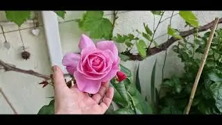 Редчайшая плетистая ароматная роза 