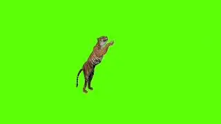 Jumping up tiger green screen